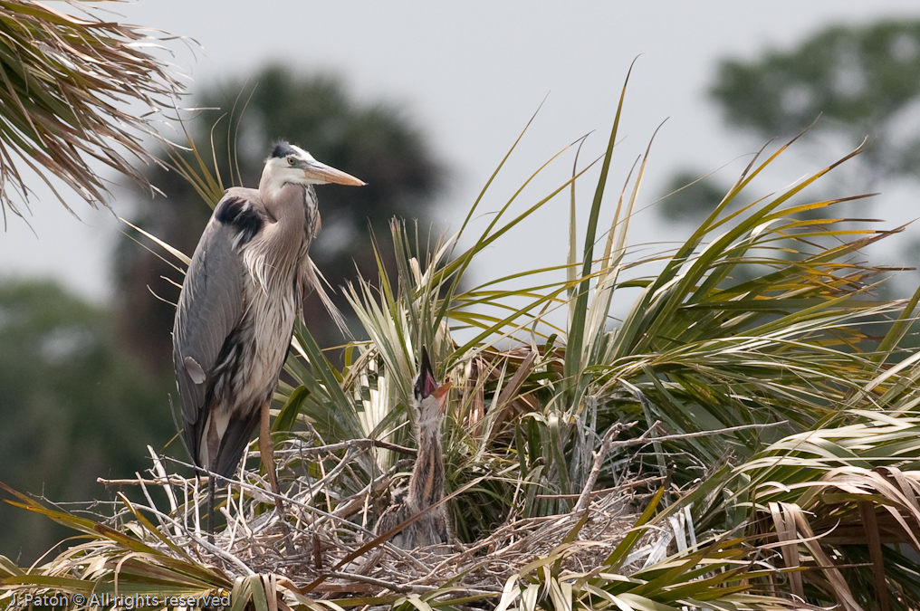 Great Blue Heron Nest   Viera Wetlands, Florida 