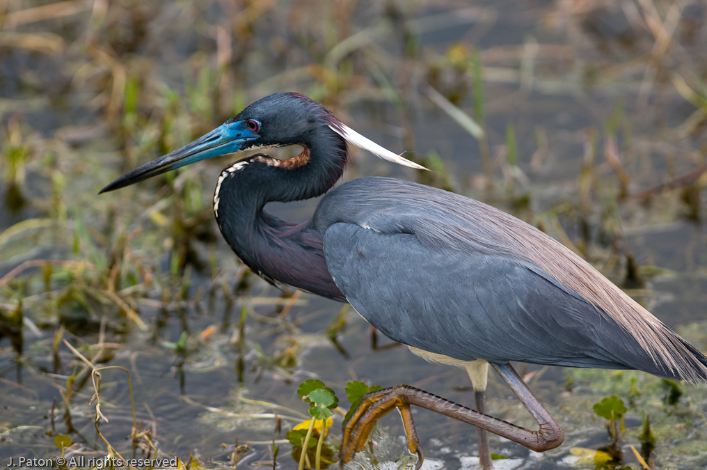 Tri-color Heron Breeding Colors   Viera Wetlands, Florida 