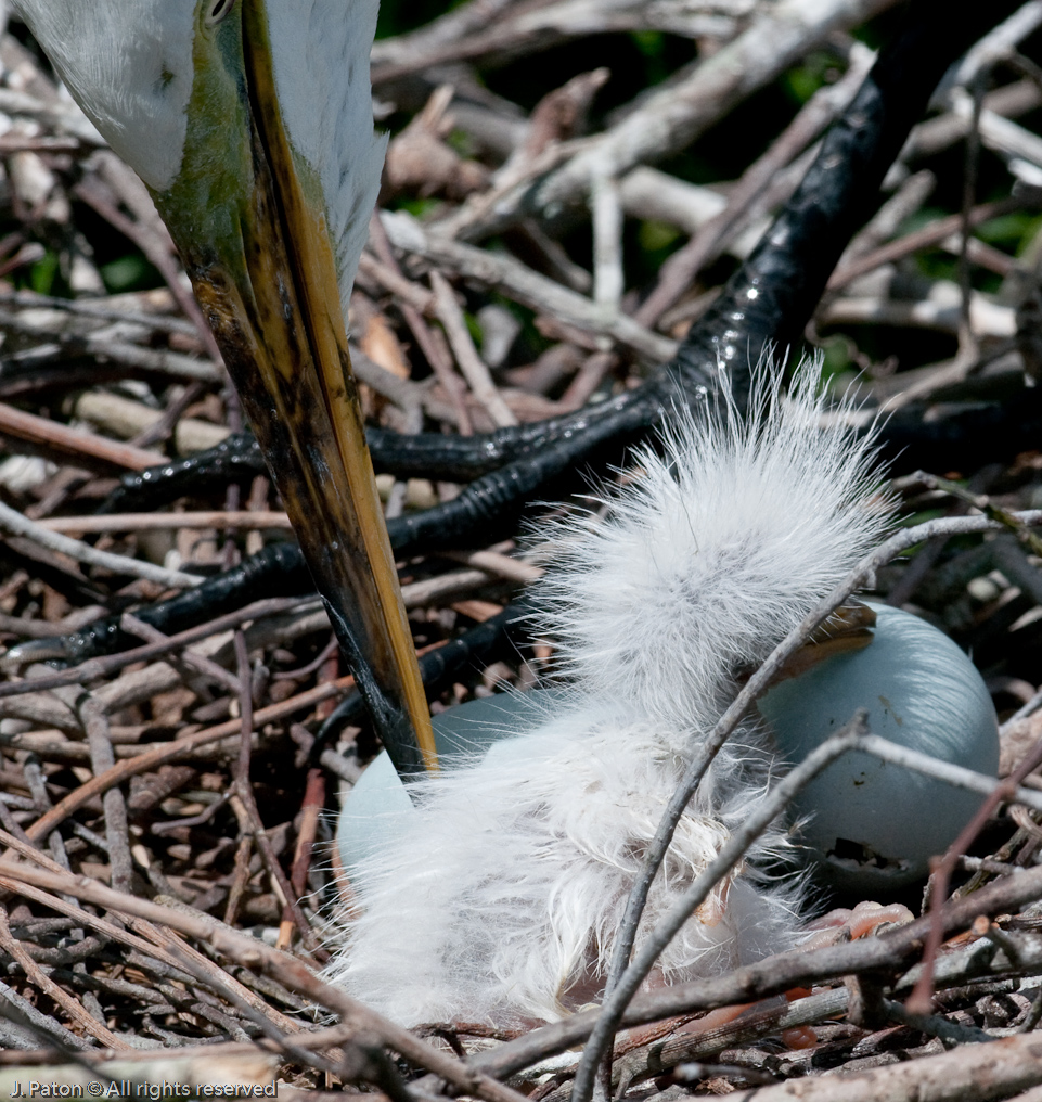 Keeping an Eye on Junior   Gatorland, Kissimmee, Florida 