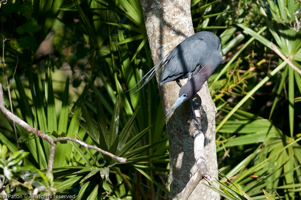 Little Blue Heron Watching Something   Gatorland, Kissimmee, Florida 