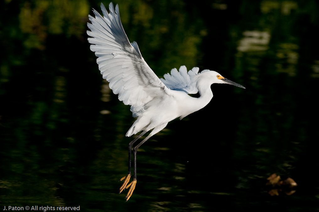 Snowy Egret   Gatorland, Kissimmee, Florida 