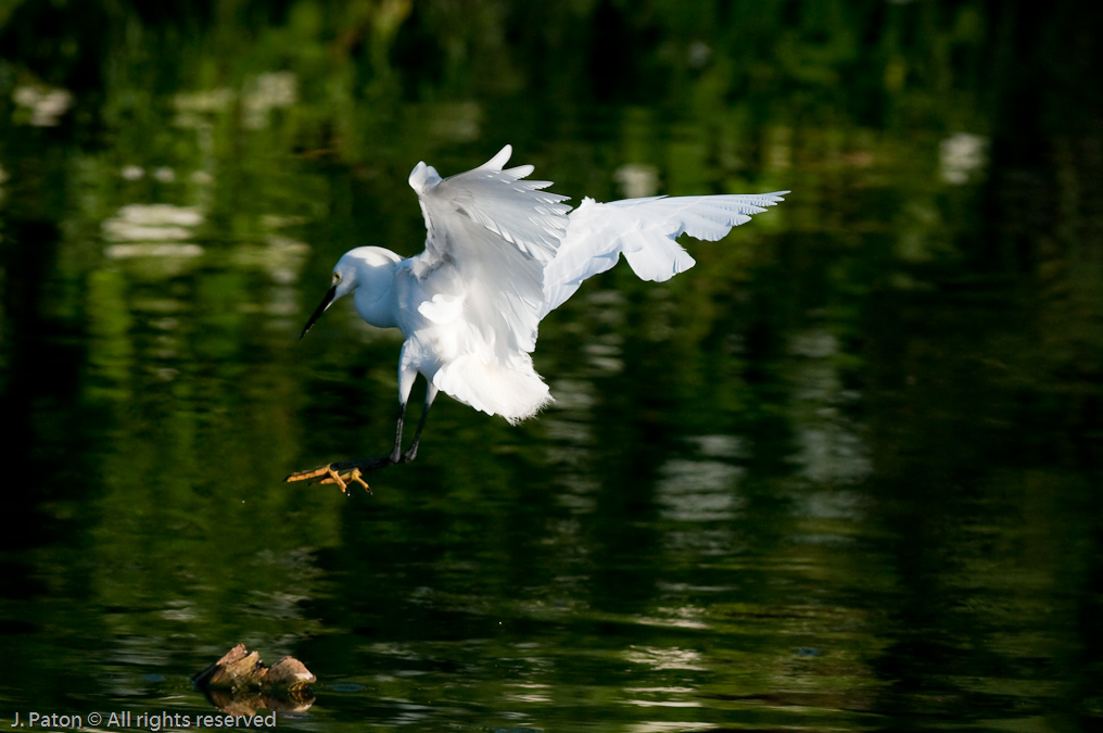 Snowy Egret Landing   Gatorland, Kissimmee, Florida 