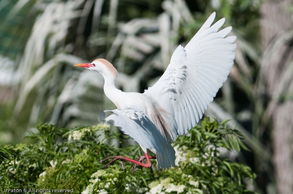 Cattle Egret Landing   Gatorland, Kissimmee, Florida 