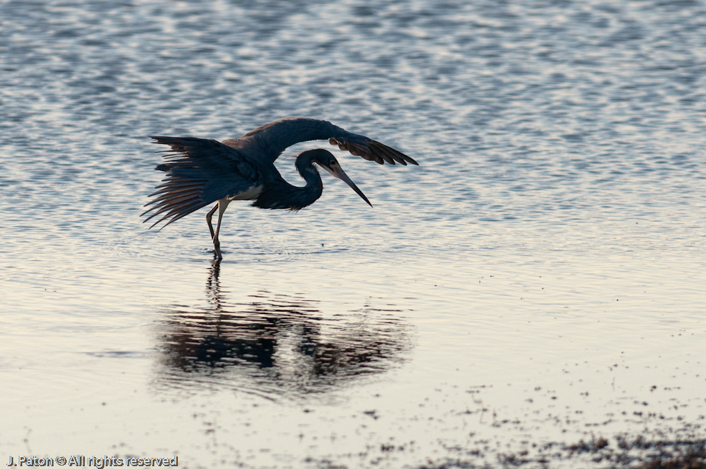 Tricolored Heron Scaring Up Some Food   Black Point Drive, Merritt Island National Wildlife Refuge, Florida 