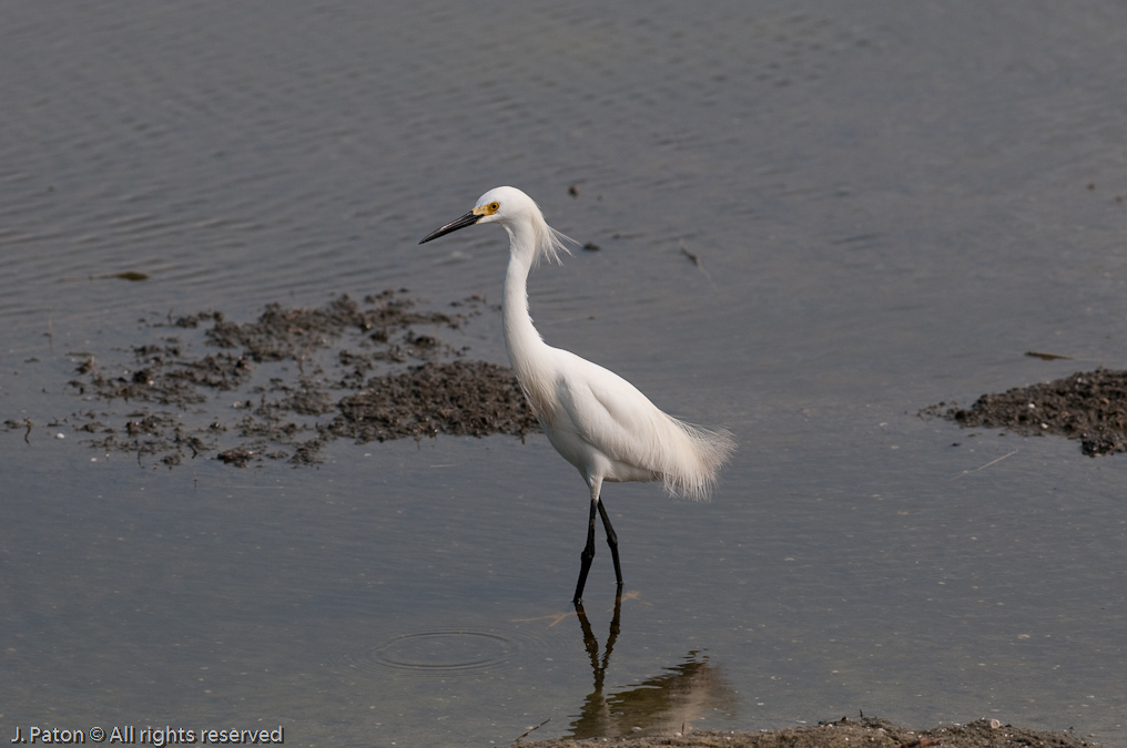 Snowy Egret   Viera Wetlands, Florida 