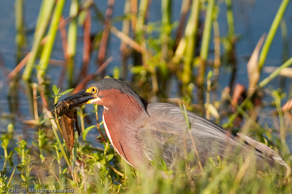 Green Heron With Catch   Viera Wetlands, Florida 