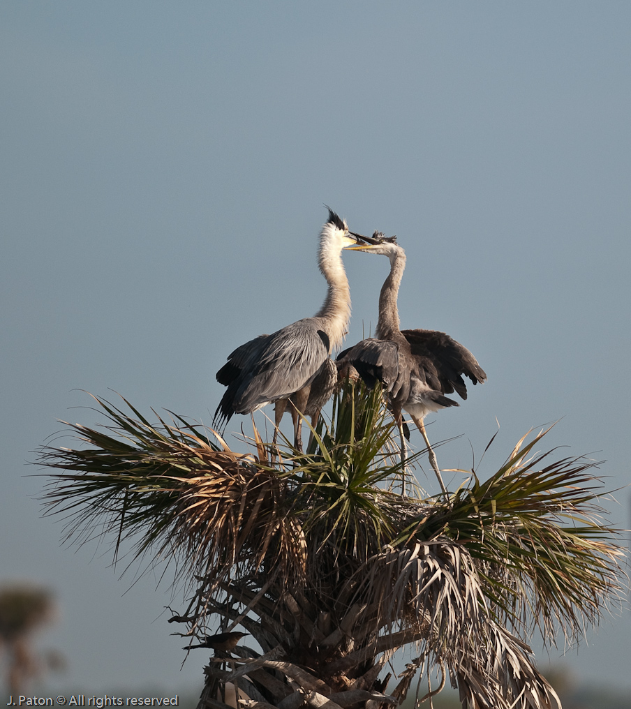 Feeding Time   Viera Wetlands, Florida 
