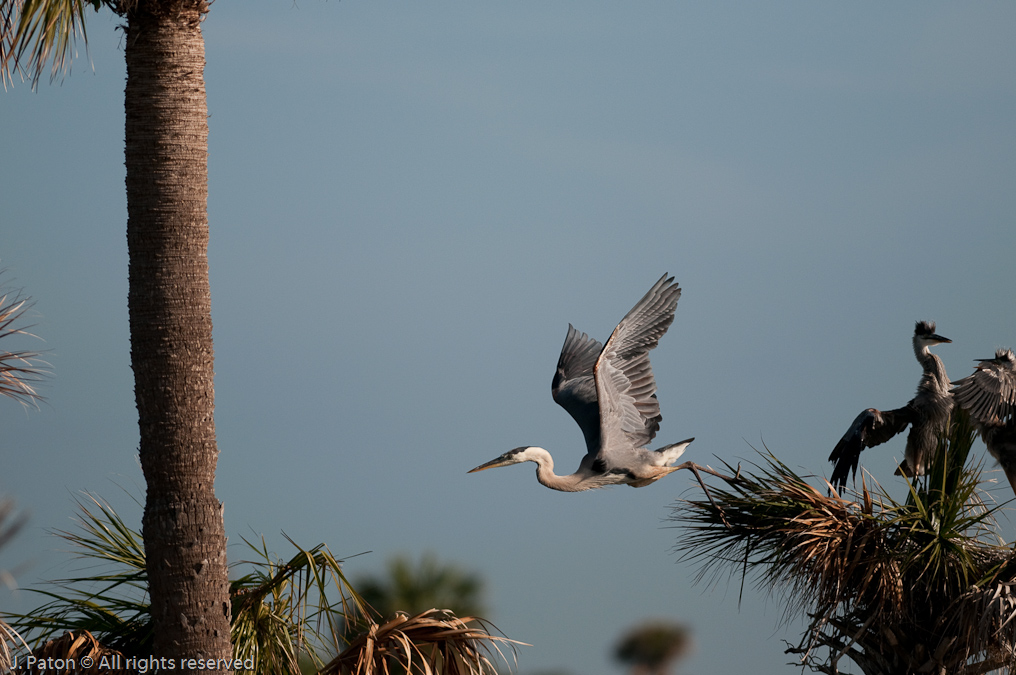 Liftoff   Viera Wetlands, Florida 