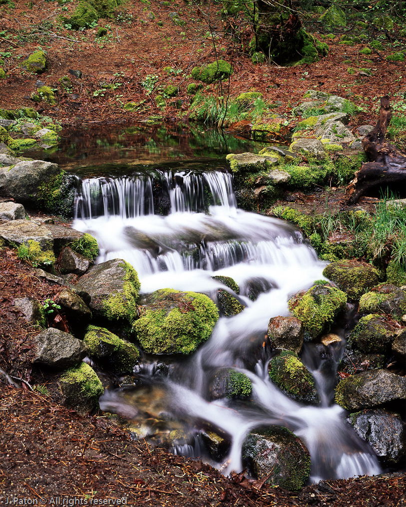 Fern Spring   Yosemite National Park, California