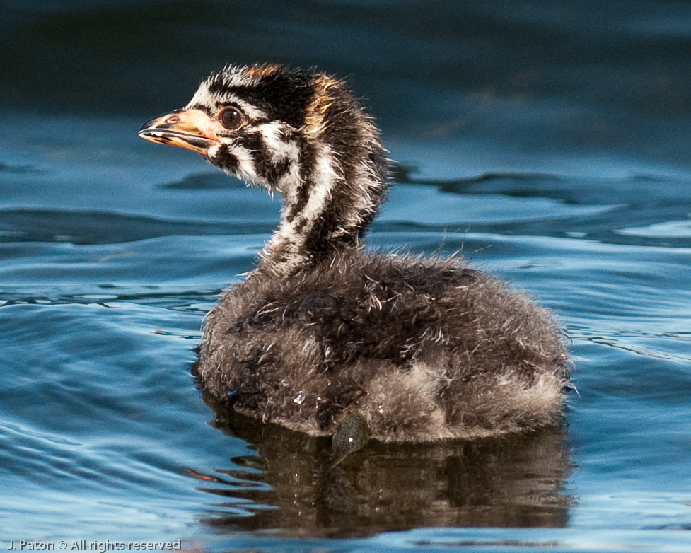 Pied-billed Grebe   Viera Wetlands, Florida