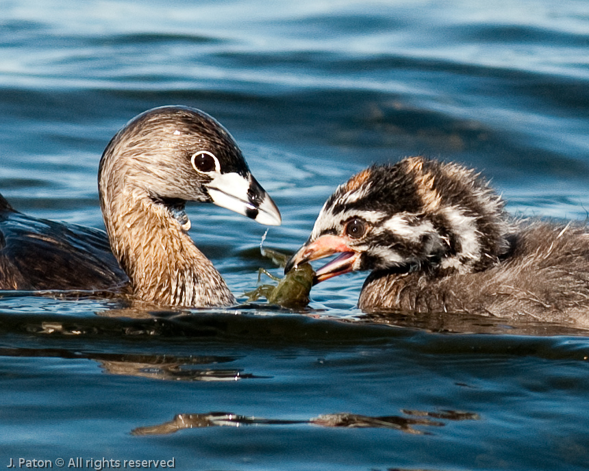 Pied-billed Grebe   Viera Wetlands, Florida