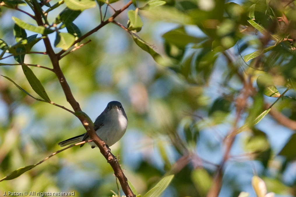Blue-gray Gnatcatcher   