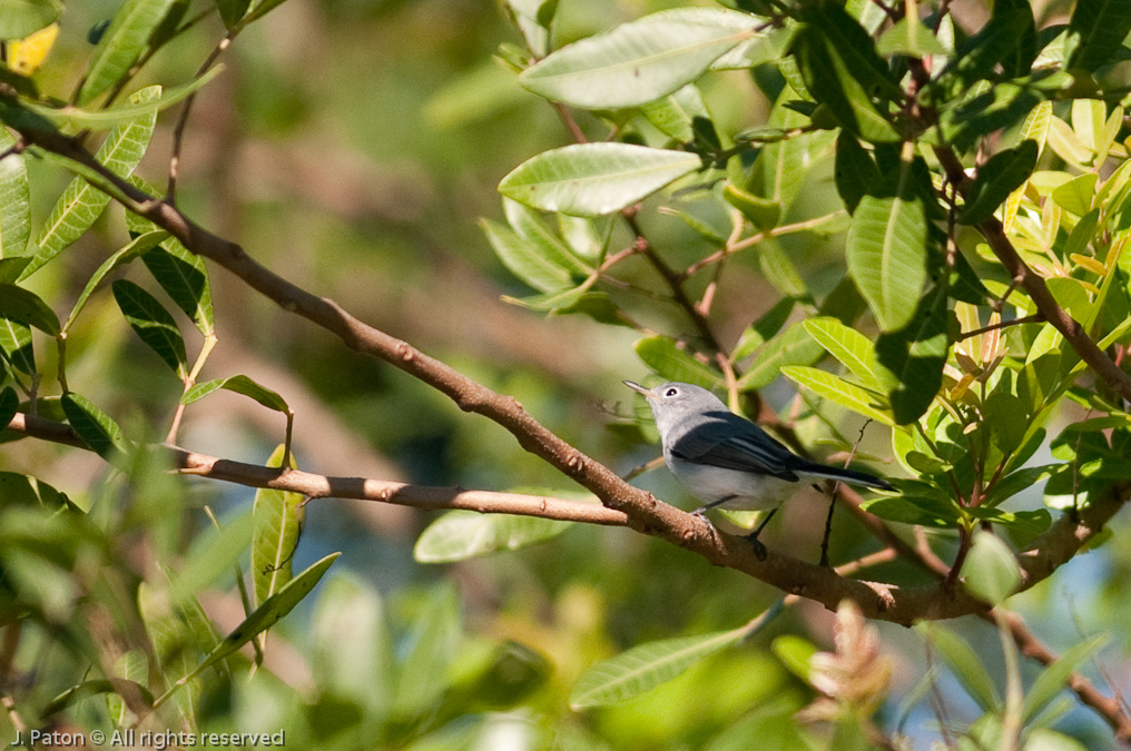Blue-gray Gnatcatcher   