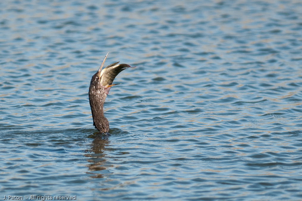    Viera Wetlands, Florida
