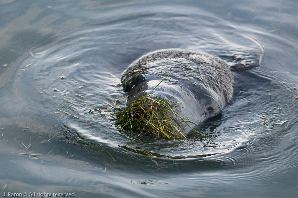 Manatee Feeding   