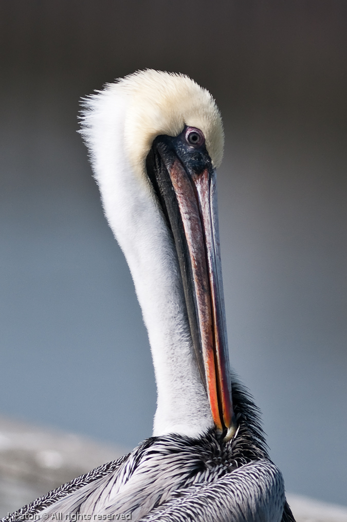 Brown Pelican   