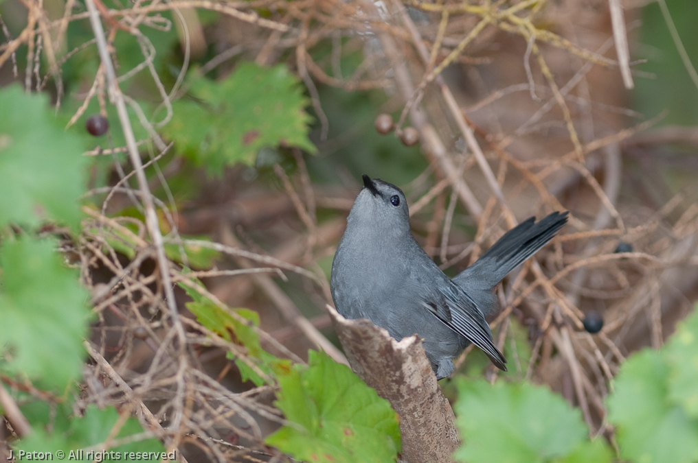 Gray Catbird   Merritt Island National Wildlife Refuge, Florida