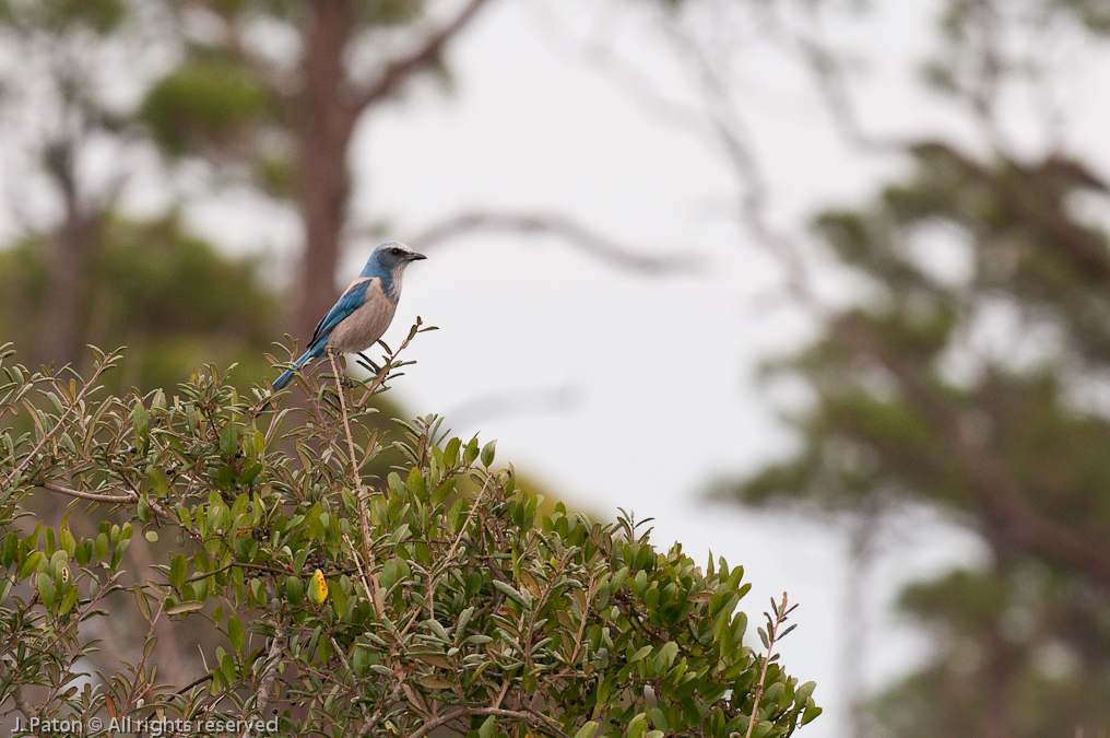 Florida Scrub-Jay   Pine Flatwoods Trail, Merritt Island National Wildlife Refuge, Florida