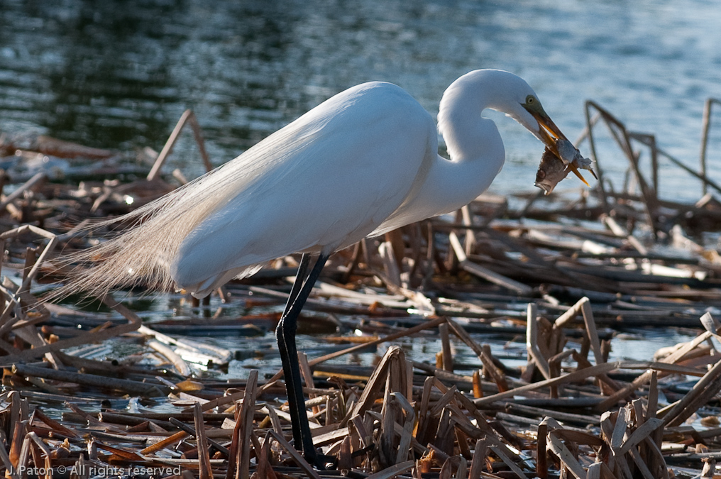 Great Egret and Unhappy Fish   Viera Wetlands, Florida