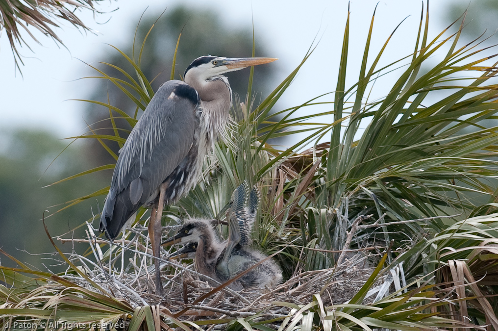 Great Blue Heron Nest and Little Wings   Viera Wetlands, Florida
