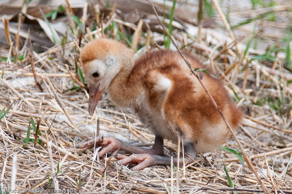 Sandhill Crane Chick (Wow my feet are enormous!)   