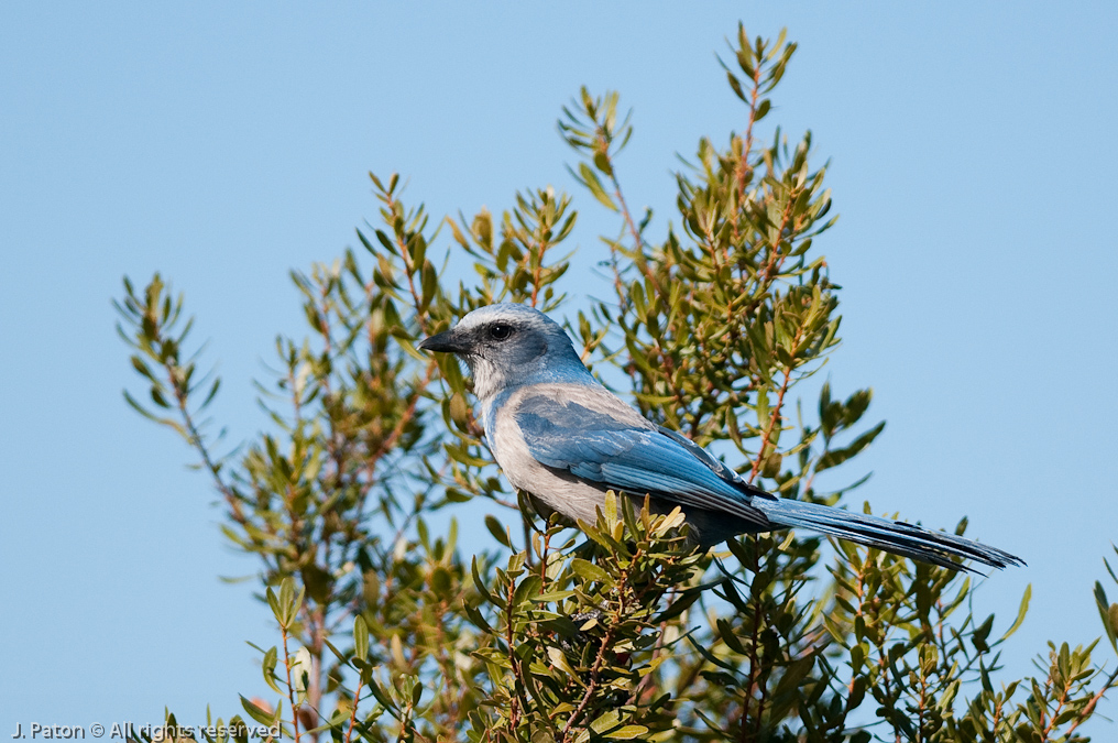 Florida Scrub-jay Close up   Pine Flatwoods Trail, Merritt Island National Wildlife Refuge, Florida