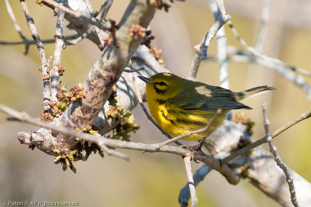 Prairie Warbler   Biolab Road, Merritt Island National Wildlife Refuge, Florida