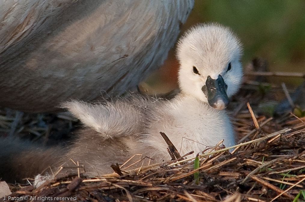 Mute Swan Chick Closeup   Viera, Florida
