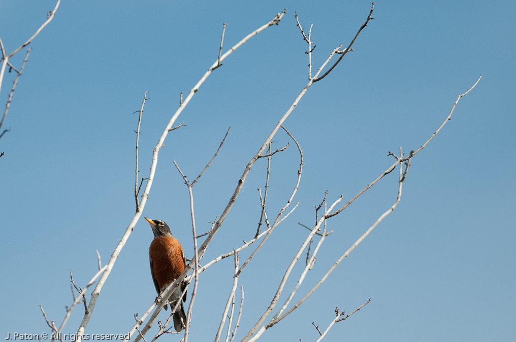 Robin   Black Point Drive, Merritt Island National Wildlife Refuge, Florida