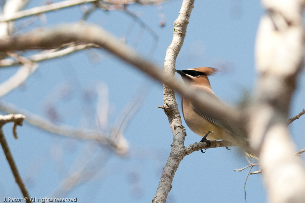 Cedar Waxwing   Weather Tower Road, Merritt Island National Wildlife Refuge, Florida