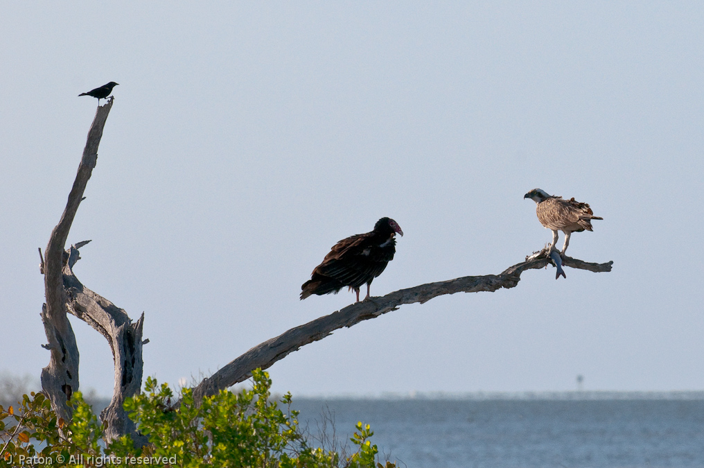 Black birds and Vultures Like Fish Too   Biolab Road, Merritt Island National Wildlife Refuge, Florida
