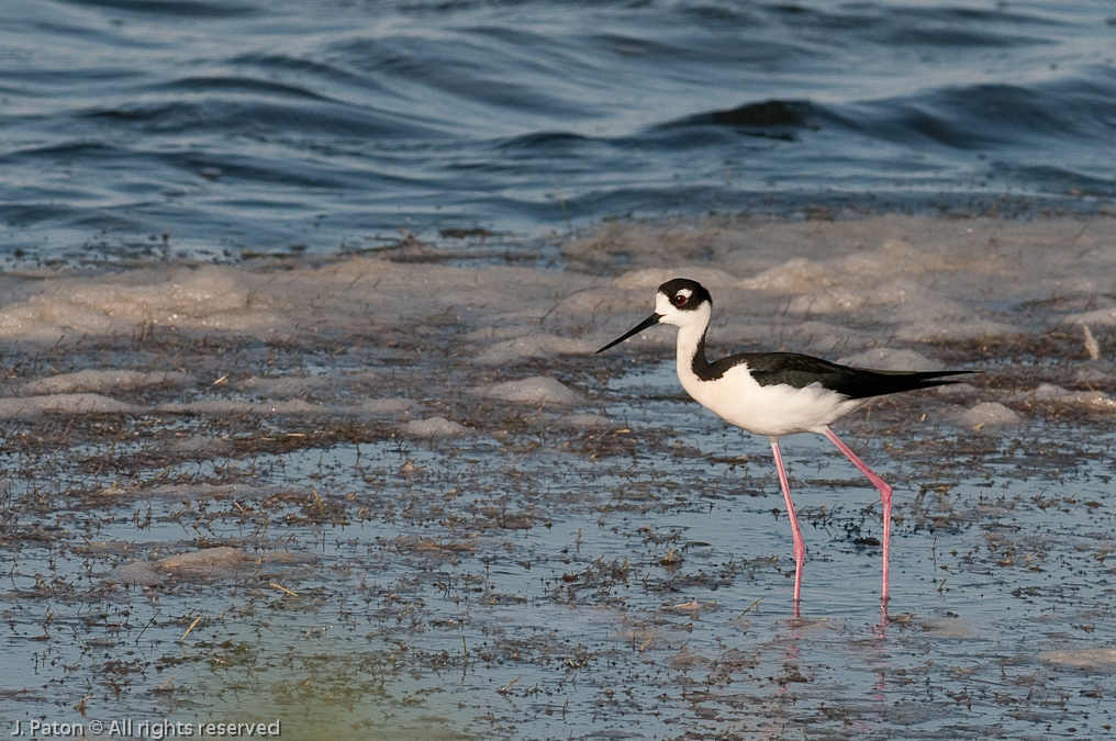 Black-necked Stilt   Biolab Road, Merritt Island National Wildlife Refuge, Florida