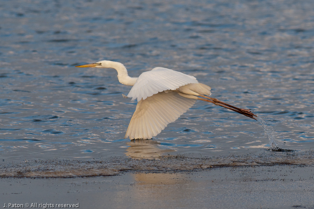 Possible White Morph Great Blue Heron   Biolab Road, Merritt Island National Wildlife Refuge, Florida