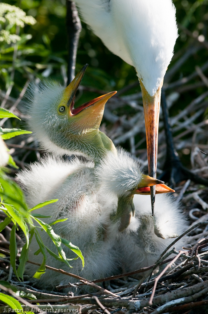 Hungry Great Egret Chicks   Gatorland, Kissimmee, Florida