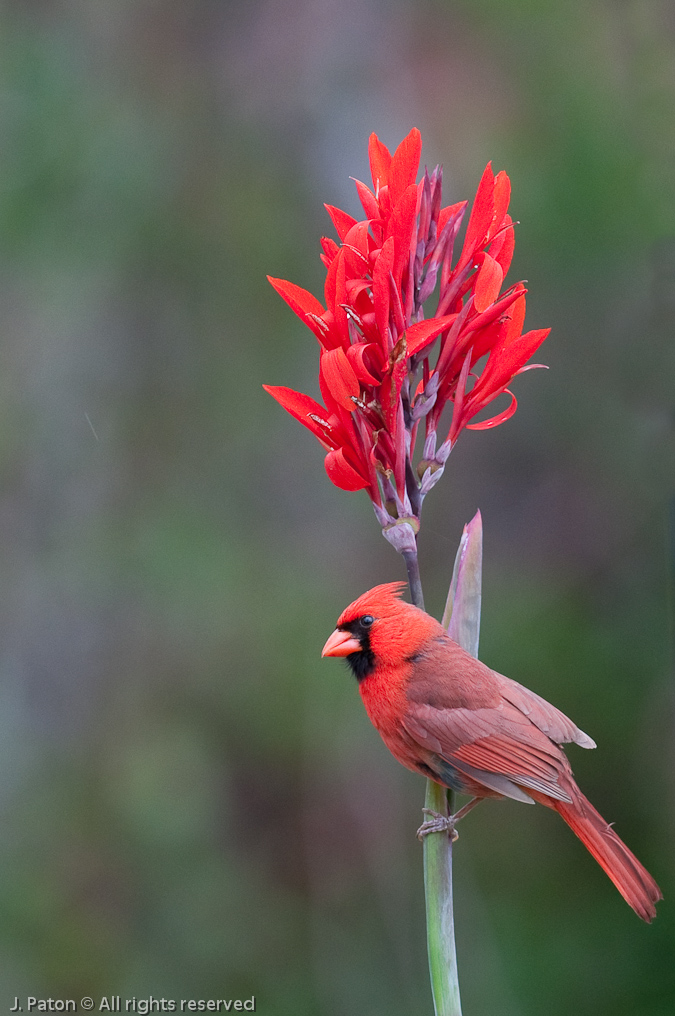 Cardinal and Canna Lily   Melbourne, Florida