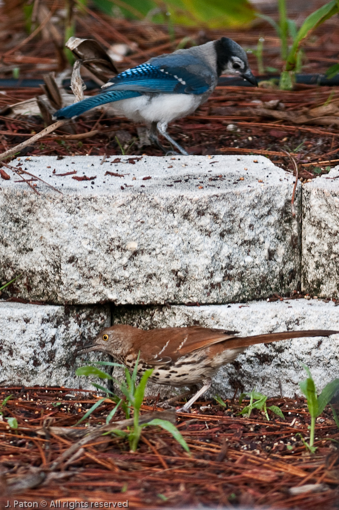 Brown Thrasher and Mockingbird   Melbourne, Florida
