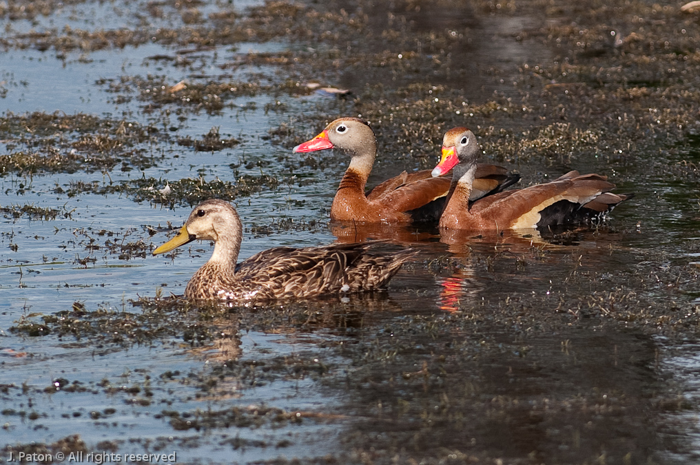 Black-bellied Whistling Duck   Viera Wetlands, Florida