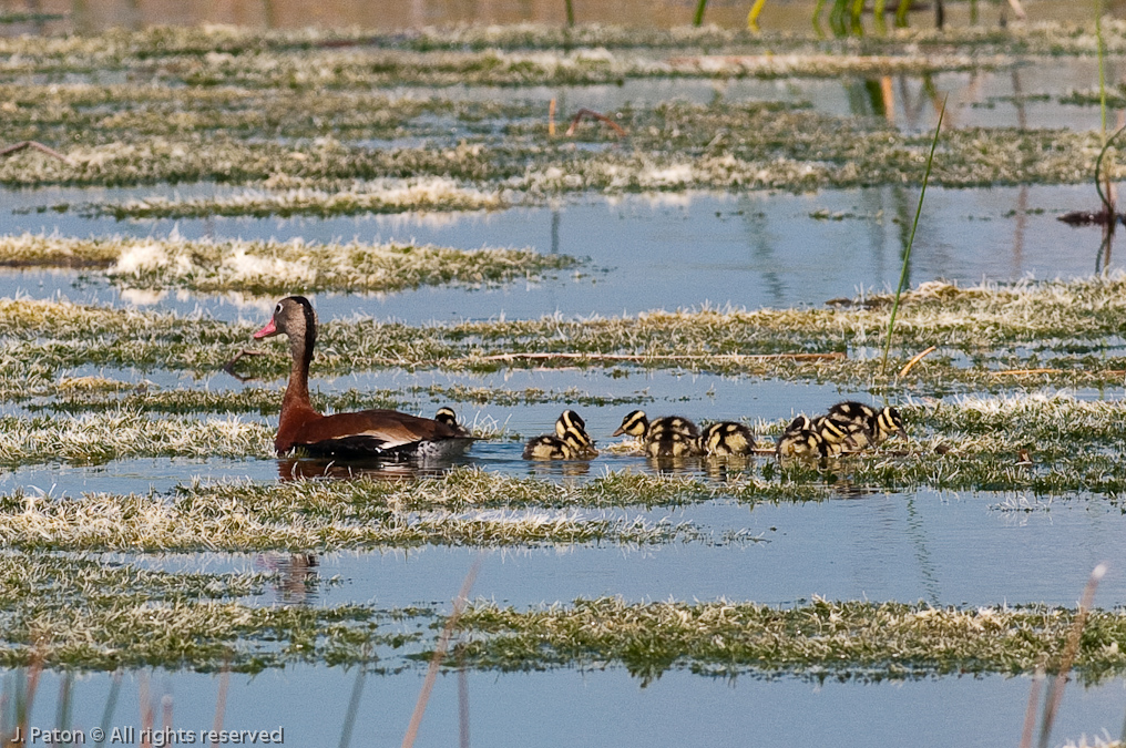 Black-bellied Whistling Duck with chicks   Viera Wetlands, Florida