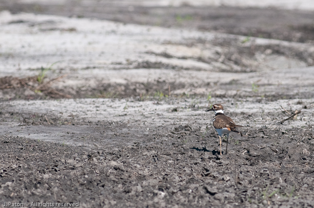 Killdeer   Moccasin Island Tract, River Lakes Conservation Area, Florida