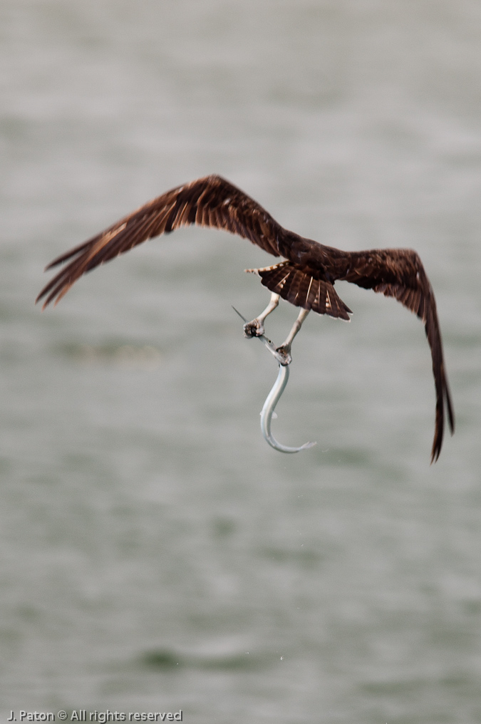 Osprey and Catch   Sebastian Inlet State Park, Florida