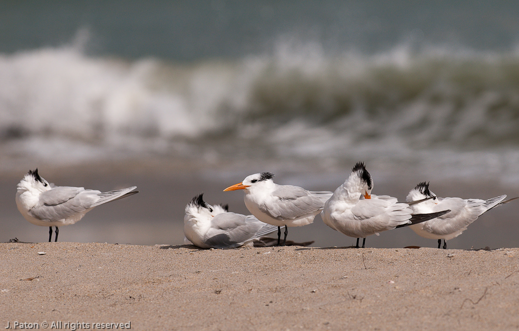    Sebastian Inlet State Park, Florida