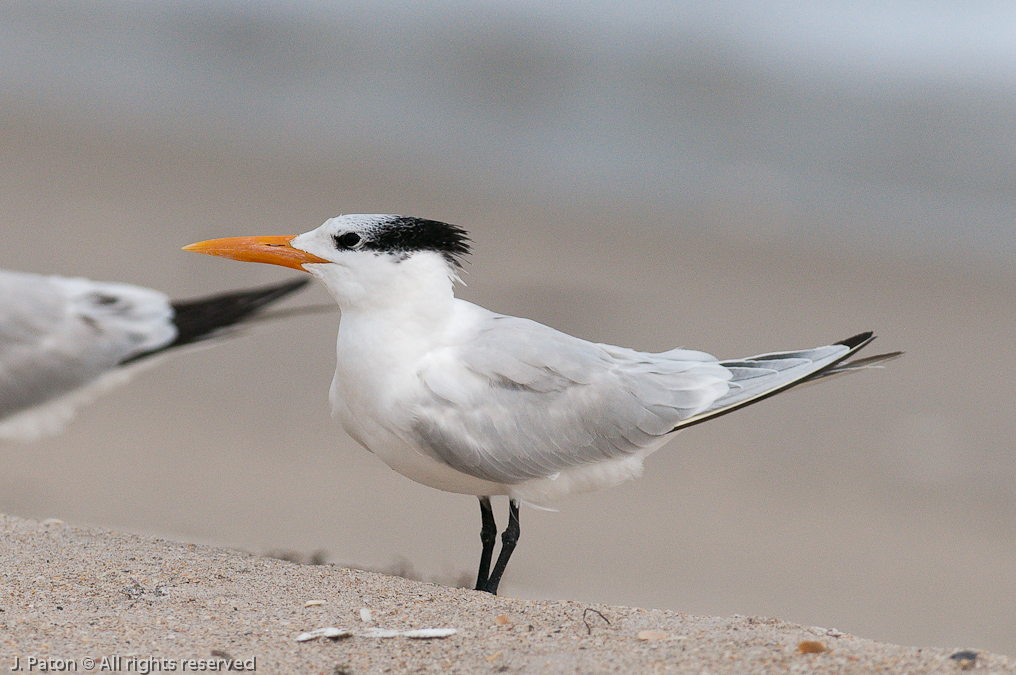    Sebastian Inlet State Park, Florida