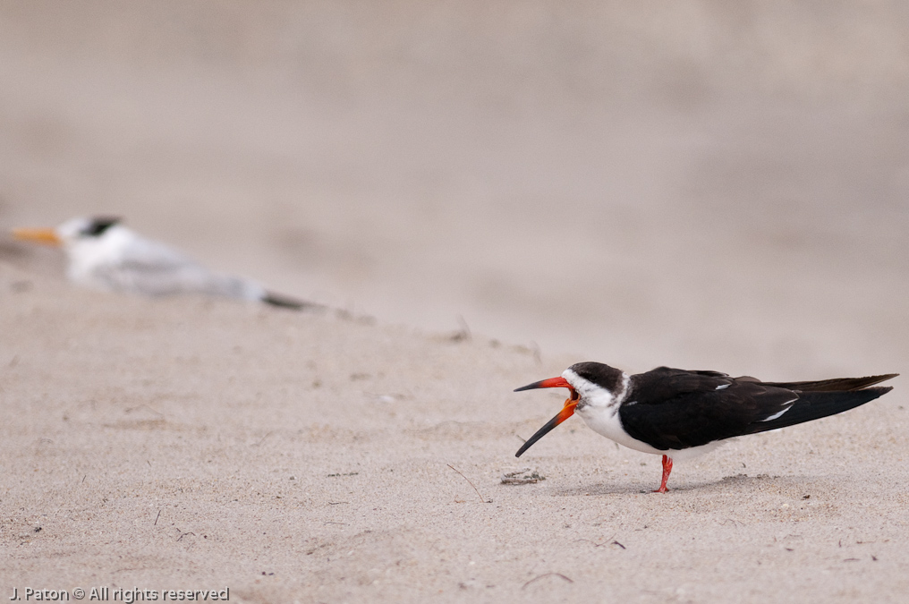    Sebastian Inlet State Park, Florida