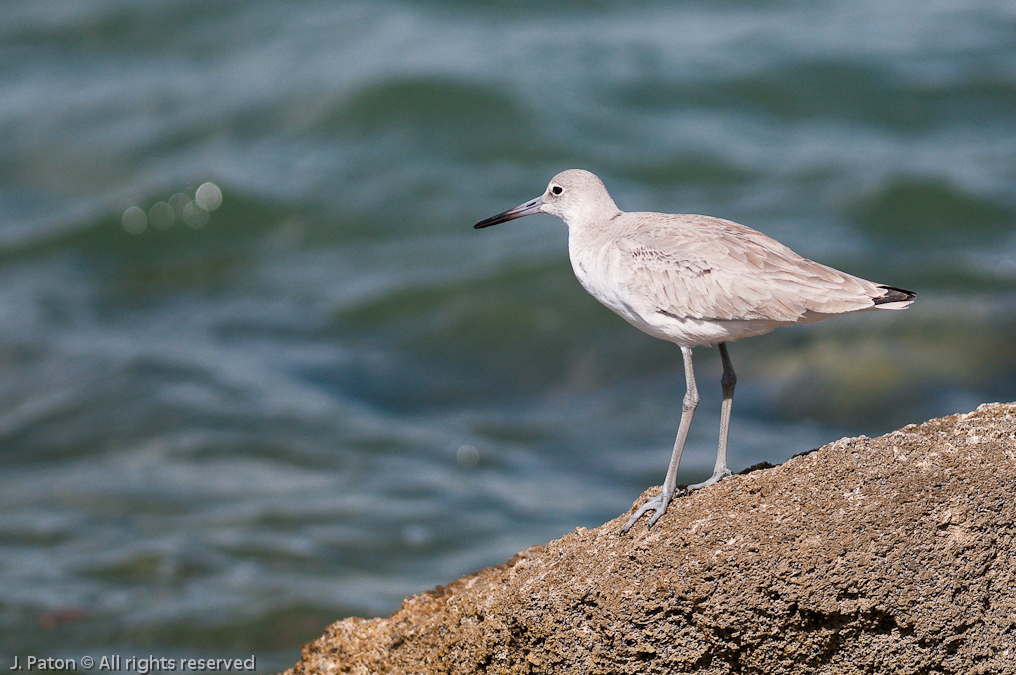    Sebastian Inlet State Park, Florida
