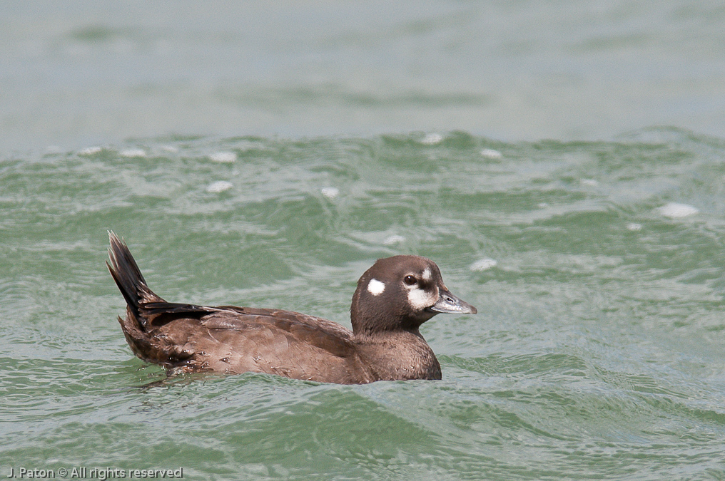Harlequin Duck   Sebastian Inlet State Park, Florida