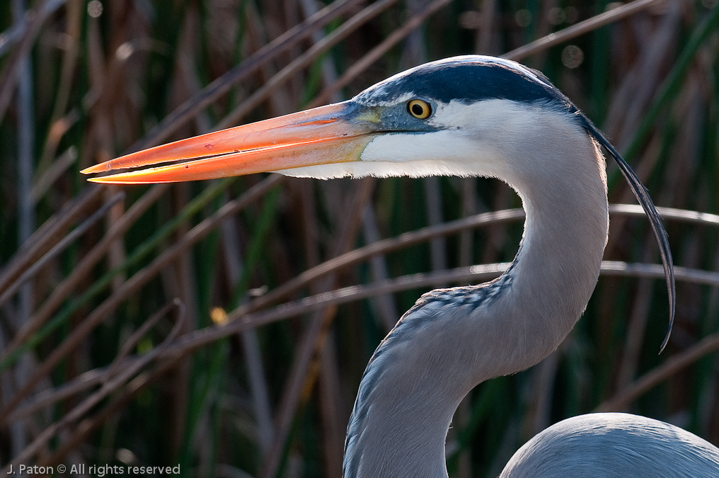 Great Blue Heron Closeup   Viera Wetlands, Florida