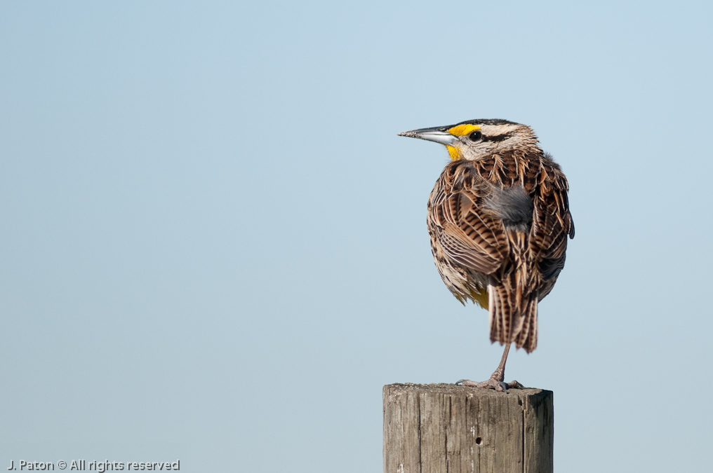 Eastern Meadowlark   Joe Overstreet Road, Florida