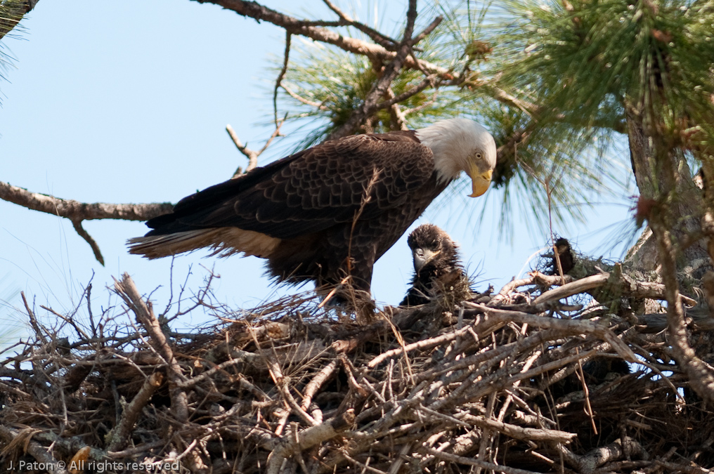 Eagle and Young   Prairie Lakes Road, Three Lakes Wildlife Management Area, Florida