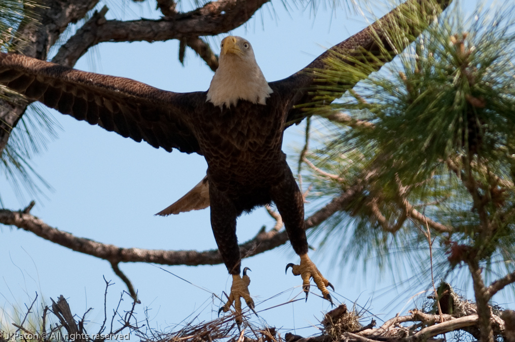 Eagle Takeoff   Prairie Lakes Road, Three Lakes Wildlife Management Area, Florida