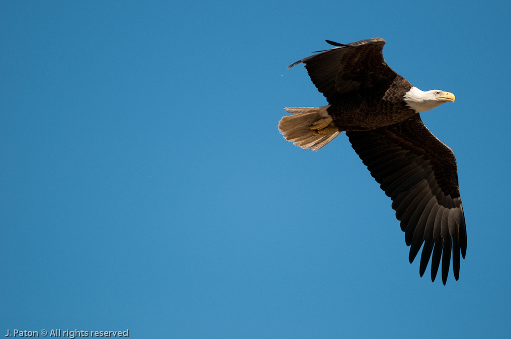 Eagle in Flights   Prairie Lakes Road, Three Lakes Wildlife Management Area, Florida